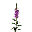 Icon Magenta Flower