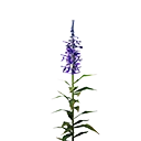 Icon midnight blue flower