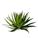 Icon aloe vera