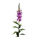 Icon Magenta Flower