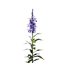 Icon midnight blue flower